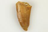 Bargain, .61" Raptor Tooth - Real Dinosaur Tooth - #193042-1